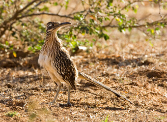 Obraz premium Kleine Renkoekoek, Lesser Roadrunner, Geococcyx velox