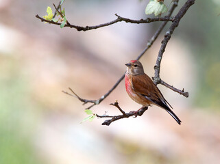 Kneu; Common Linnet; Carduelis cannabina