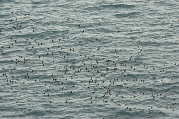 Little Auk, Kleine Alk, Alle alle