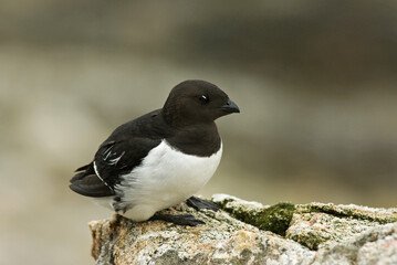 Little Auk, Kleine Alk, Alle alle