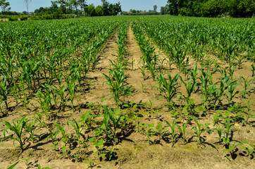 Young green plants on a field