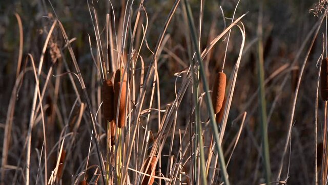typha plant at the lake at sunset. cattail during the autumn season. windy vegetation