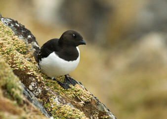 Little Auk, Kleine Alk, Alle alle