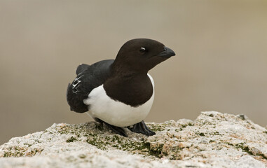Fototapeta premium Little Auk, Kleine Alk, Alle alle