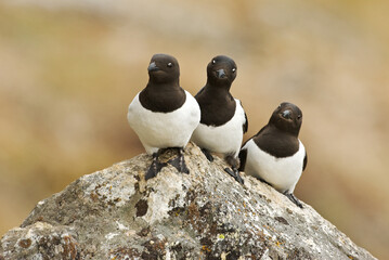 Little Auk, Kleine Alk, Alle alle