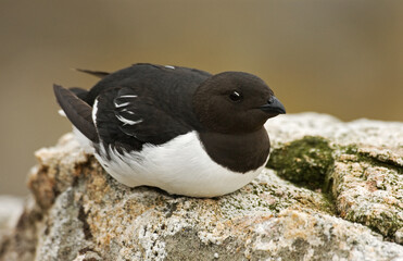 Little Auk, Kleine Alk, Alle alle