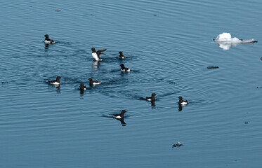 Little Auk, Kleine Alk, Alle alle