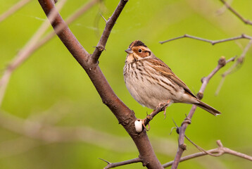 Dwerggors, Little Bunting, Emberiza pusilla