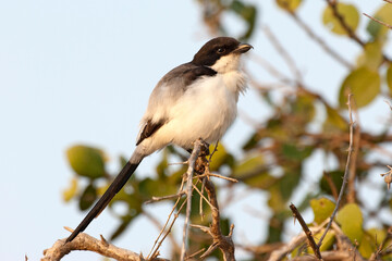 Long-tailed Fiscal perched on a branch