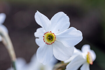 White narcissus flower in sunny weather. Detailed macro view.