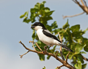 Cabanis-klapekster, Long-tailed Fiscal, Lanius cabanisi