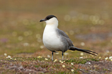 Kleinste Jager, Long-tailed Skua, Stercorarius longicaudus