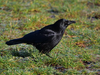 crow on the grass