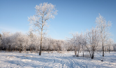 Fototapeta na wymiar winter landscape park trees rime against the sky