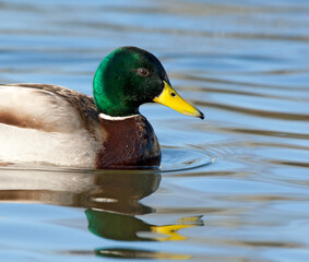 Wilde Eend; Mallard; Anas platyrhynchos