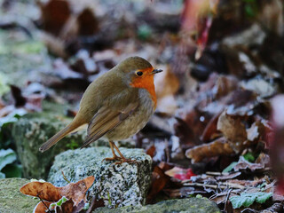 robin on a stone