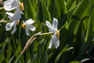 Obraz premium White narcissus flower on a background of green leaves in sunny weather. Detailed macro view.