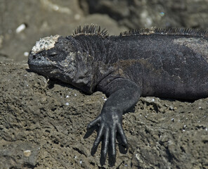 Marine Iguana