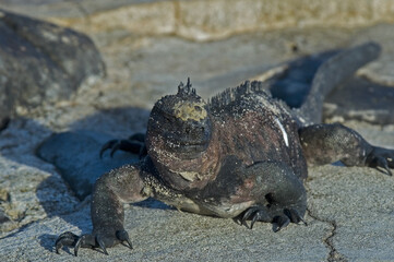 Marine Iguana