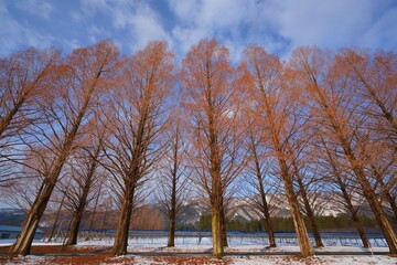 マキノ高原　メタセコイア並木　Metasequoia avenue, winter, snow, walkway,japan, makino,shiga,japan,drive,travel　（滋賀県高島市マキノ町））