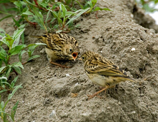 Meadow Pipit, Graspieper, Anthus pratensis