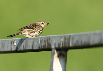 Graspieper, Meadow pipit, Anthus pratensis