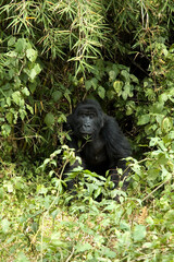 Mountain Gorilla, berggorilla, Gorilla beringei