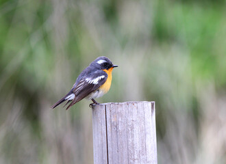 Mugimakivliegenvanger, Mugimaki Flycatcher, Ficedula mugimaki