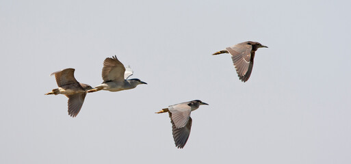 Kwak, Black-crowned Night Heron, Nycticorax nycticorax