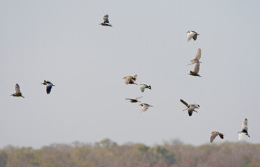 Kwak, Black-crowned Night Heron, Nycticorax nycticorax