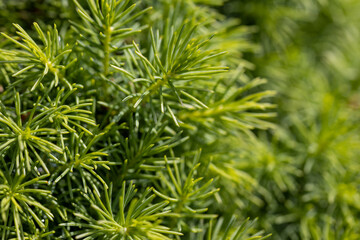 Fototapeta premium Fir tree green needles. Detailed macro view.