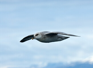 Noordse Stormvogel, Northern Fulmar, Fulmarus glacialis