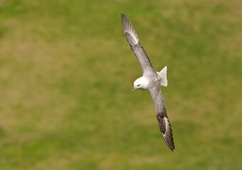 Noordse Stormvogel, Northern Fulmar, Fulmarus glacialis