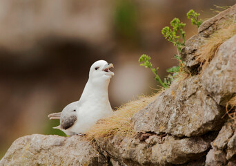 Noordse Stormvogel, Northern Fulmar, Fulmarus glacialis