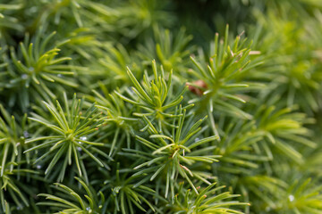 Fir tree green needles. Detailed macro view.