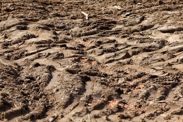 ploughed soil on which cereals are grown