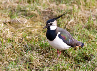 Kievit, Northern Lapwing; Vanellus vanellus