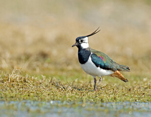 Kievit, Northern Lapwing; Vanellus vanellus