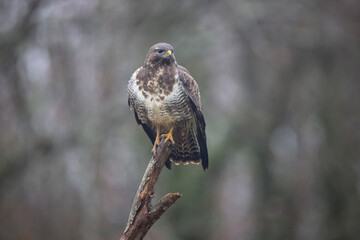 Buse variable Buteo buteo en atmosphère automnale