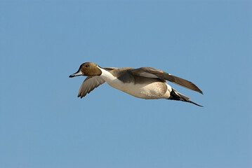 Northern Pintail, Pijlstaart, Anas acuta