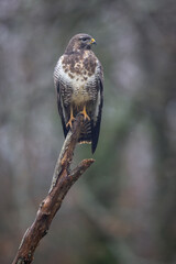 Buse variable Buteo buteo en atmosphère automnale