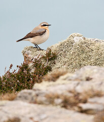 Tapuit, Northern Wheatear, Oenanthe oenanthe