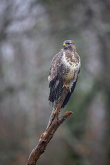 Buse variable Buteo buteo en atmosphère automnale