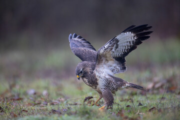 Buse variable Buteo buteo en atmosphère automnale