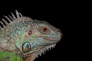 Green iguana head on a black background. The animal has an injury