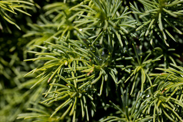 Fir tree green needles. Detailed macro view.