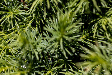 Fir tree green needles. Detailed macro view.