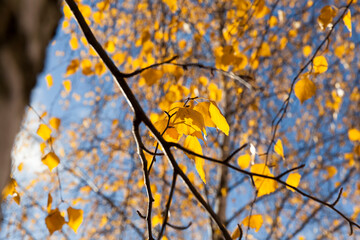 deciduous oak trees in the forest or in the Park