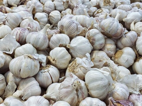 set of garlic top view for food patterns