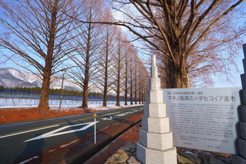マキノ高原　メタセコイア並木　Metasequoia avenue, winter, snow, walkway,japan, makino,shiga,japan,drive,travel　（滋賀県高島市マキノ町））